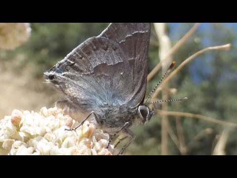 Mountain Mahogany, Caterpillar Food Plant - Inland Native Garden - Ep.17