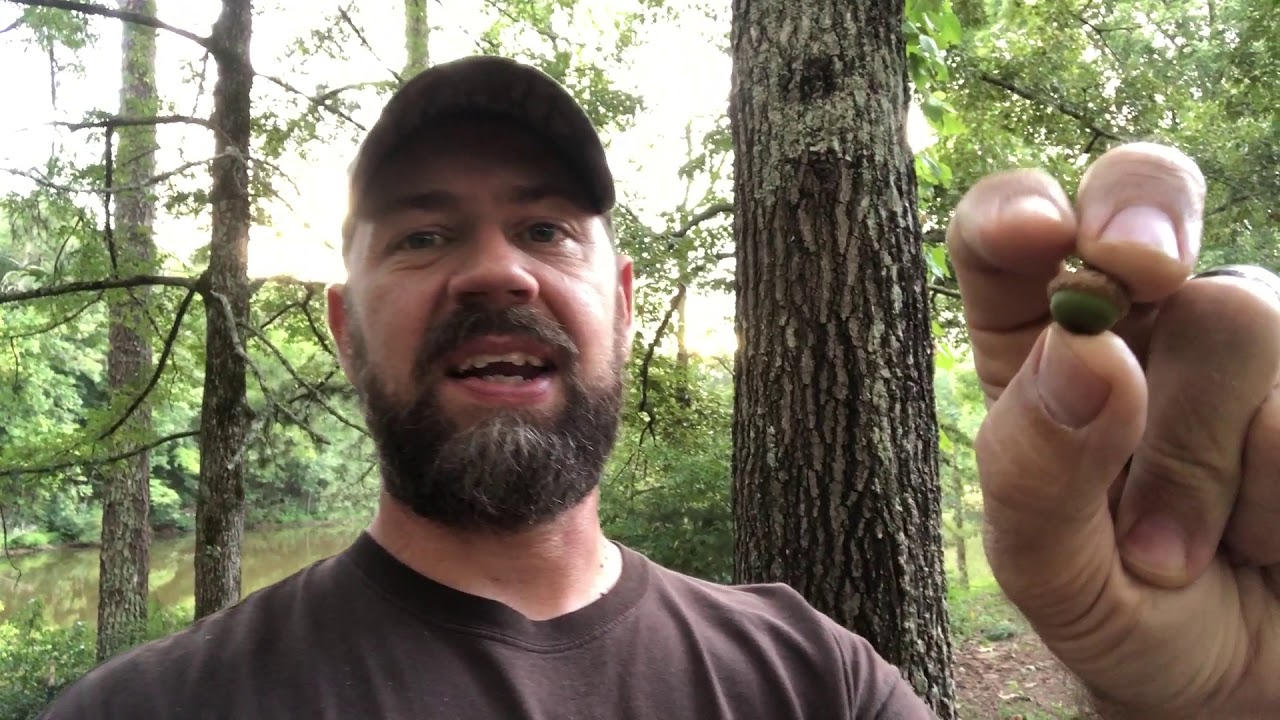 Identifying White Oak vs. Red Oak Trees