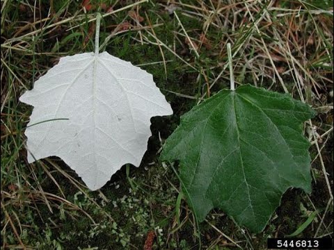 Identify Invasive Trees - White Poplar