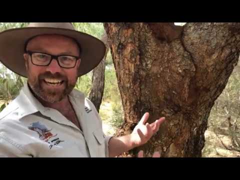 Discover the Desert - Bloodwood