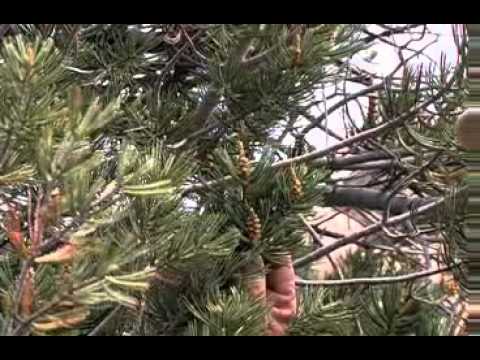 PINON PINE