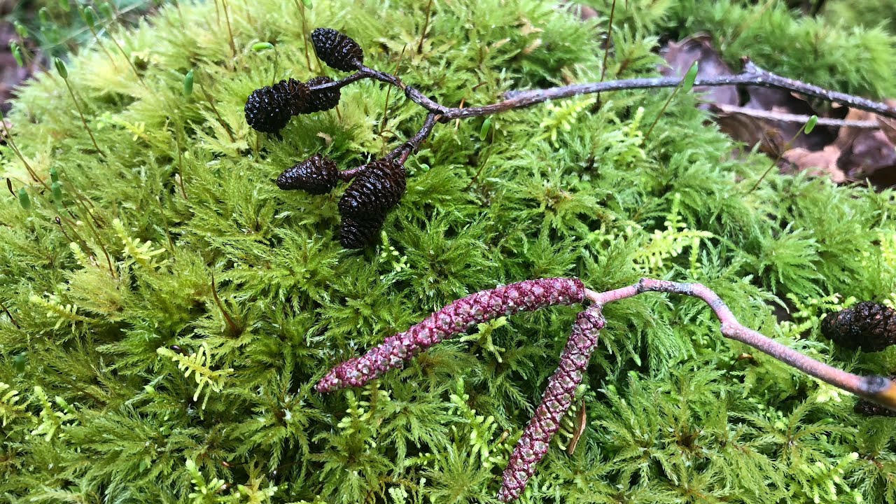 Alnus rubra, Red Alder