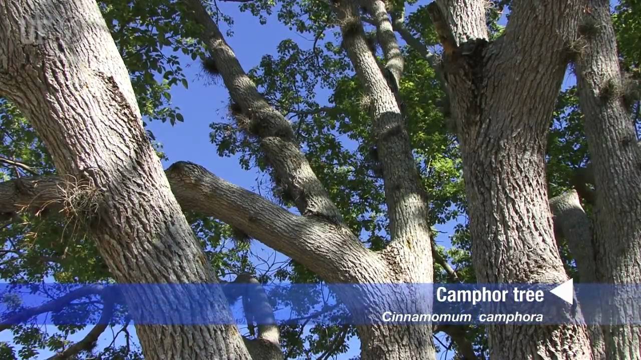 camphor tree (Cinnamomum camphora)