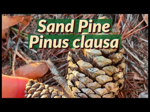 Meet the Sand Pine! 🌿