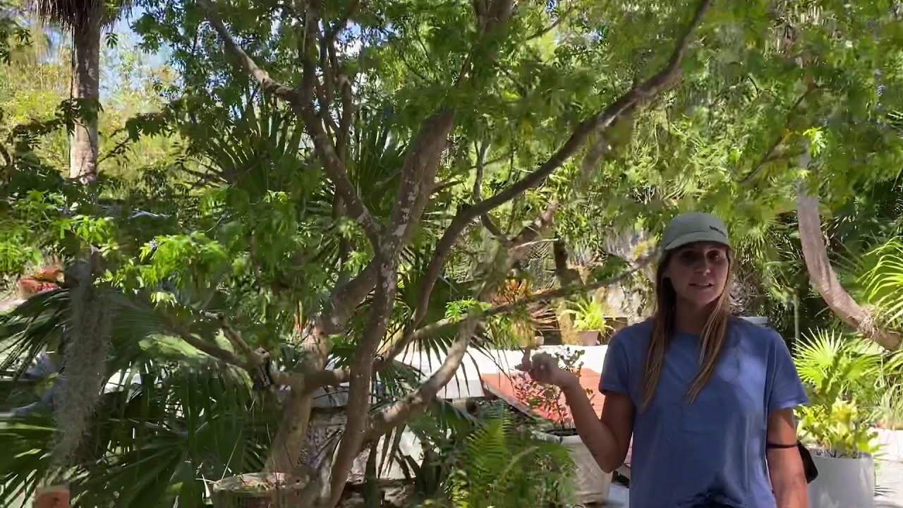 Species Spotlight: Lignum Vitae