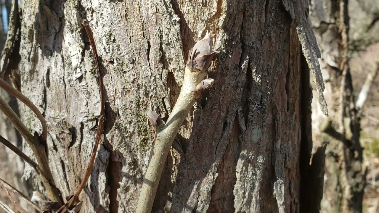 ID That Tree: Shellbark Hickory
