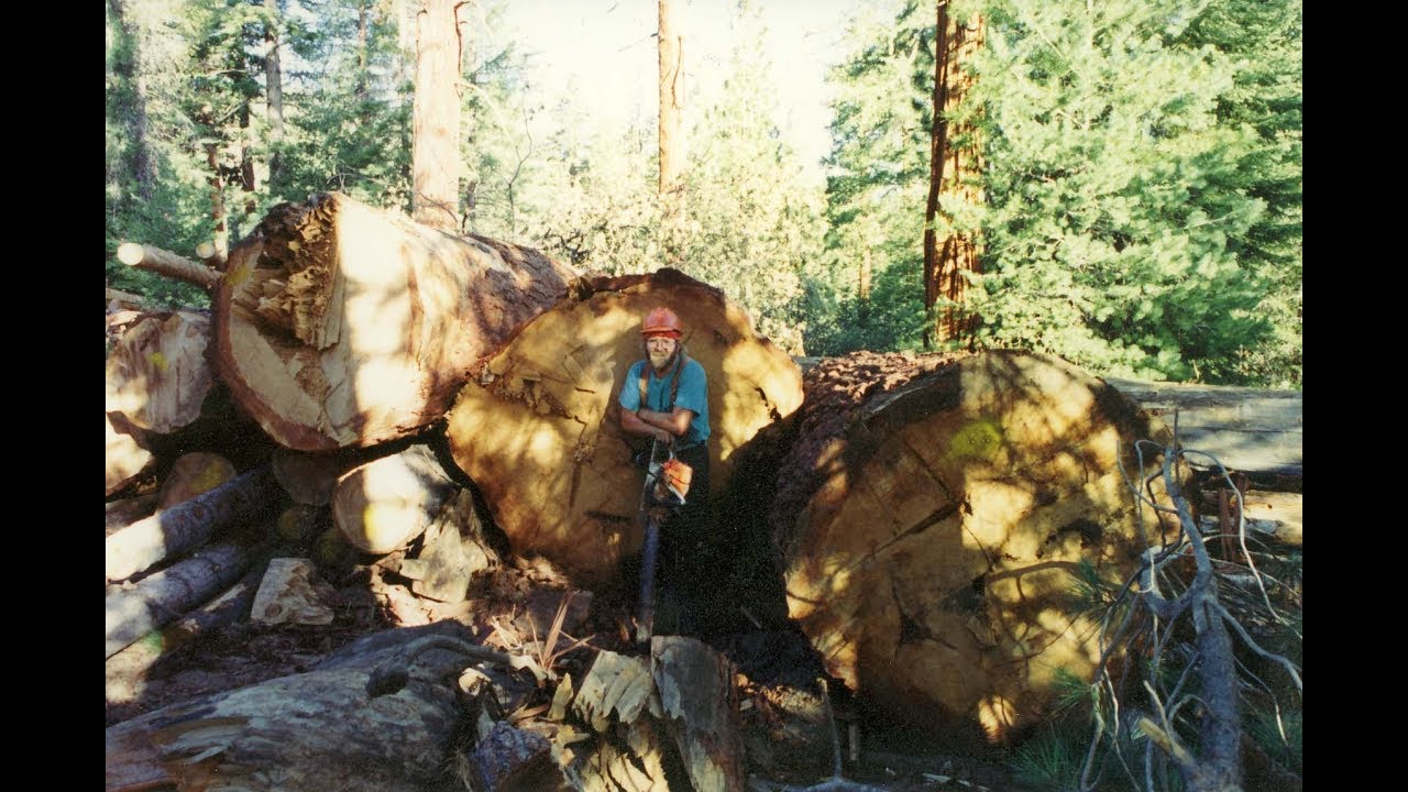 Wood Identification 101, episode 3 pine