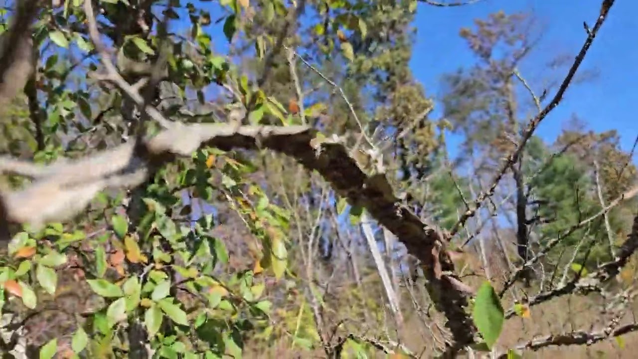 ID That Tree: Winged Elm