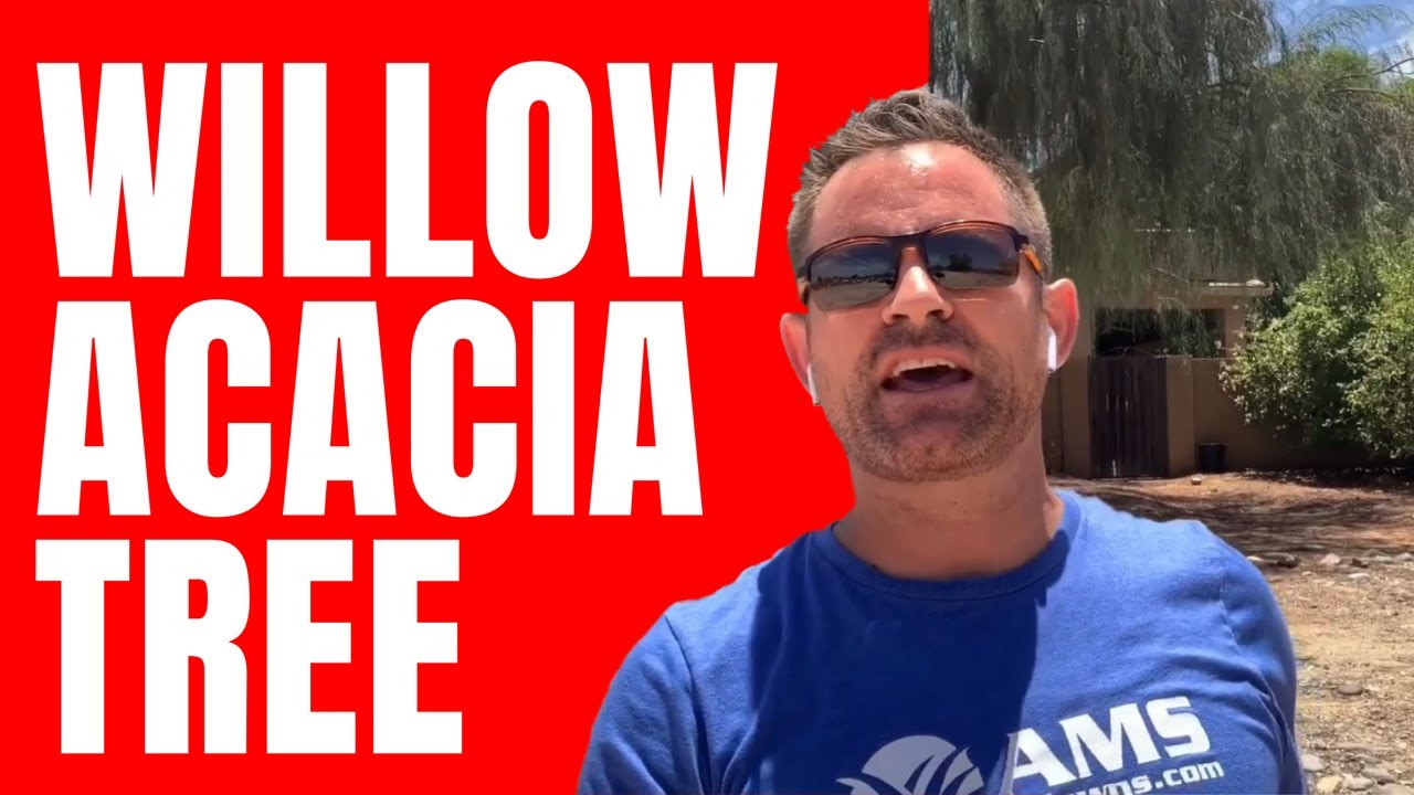 Fast Growing Willow Acacia Trees in Phoenix