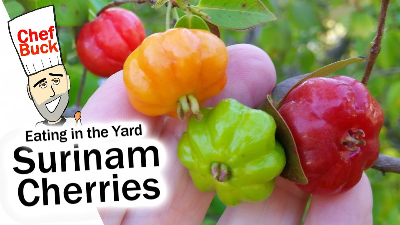 Surinam Cherry Tree - eating in the yard