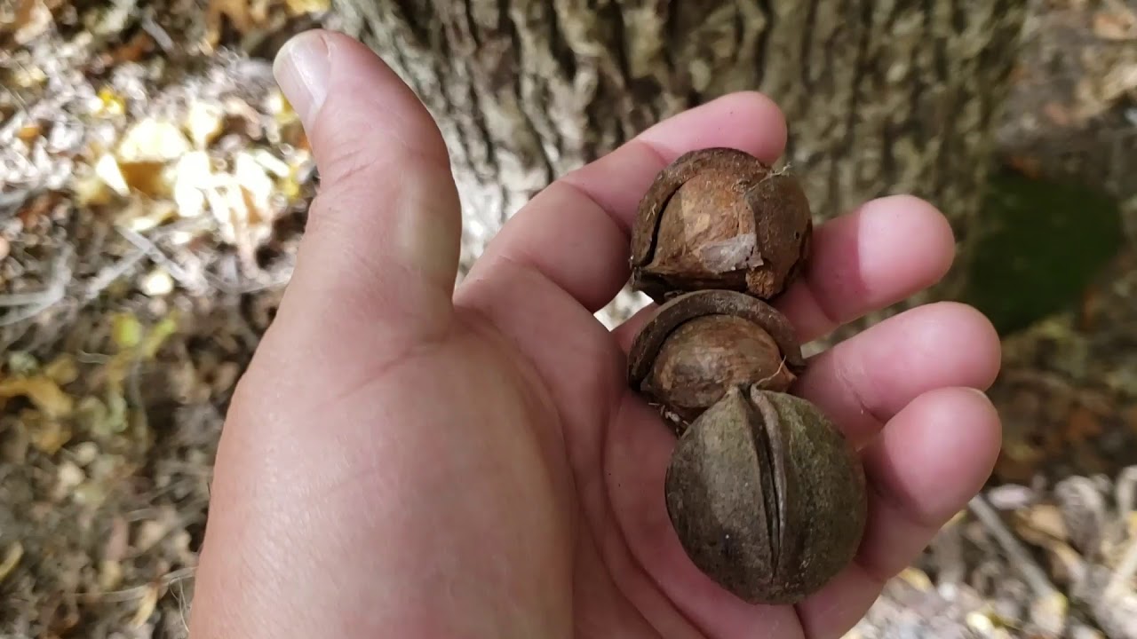 ID That Tree: Mockernut Hickory