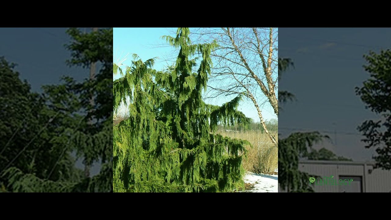 Weeping Alaskan Cedar