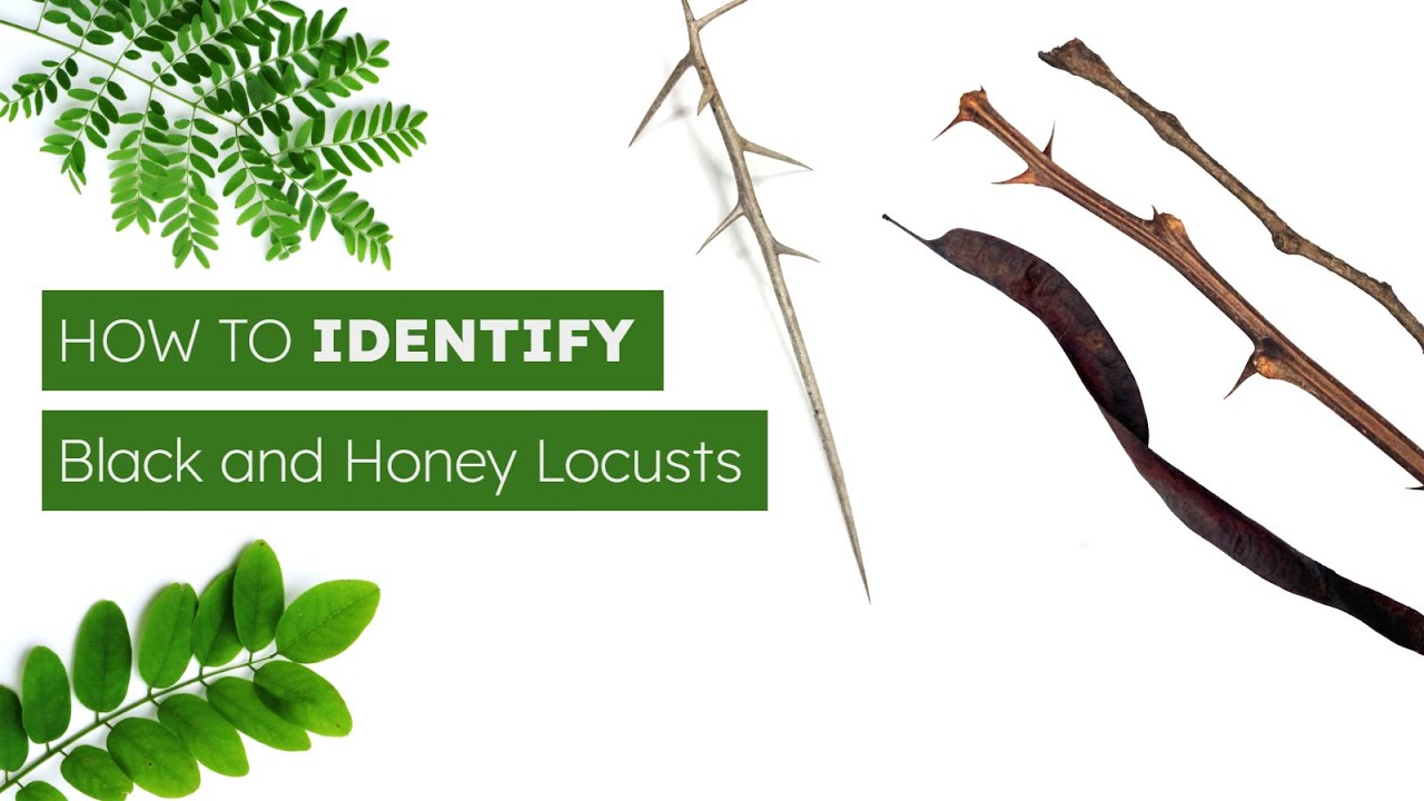 How To Identify Black and Honey Locusts