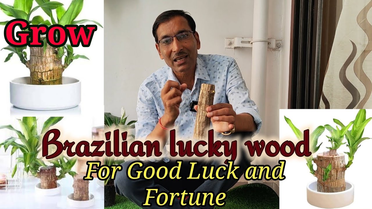 Grow Brazilian lucky wood at your home . It will bring Good luck, Fortune and Wealth to you