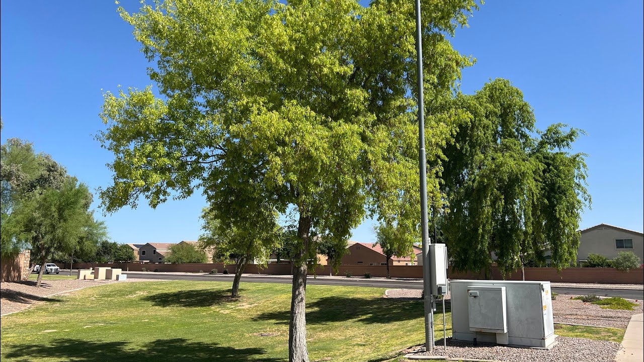 AZ Plant Reviews - Sissoo Tree (Dalbergia sissoo)