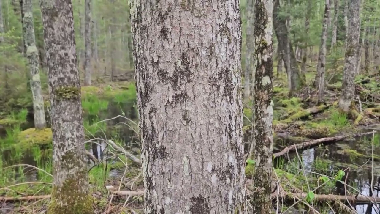 ID That Tree: Black Ash