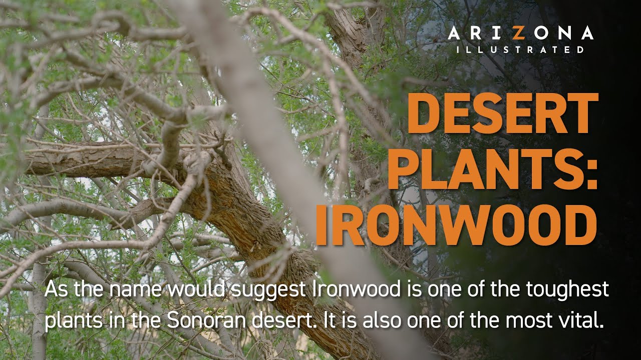 Desert Plants: Ironwood
