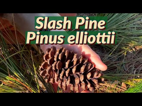 Meet the Slash Pine! Pinus elliottii 🌿