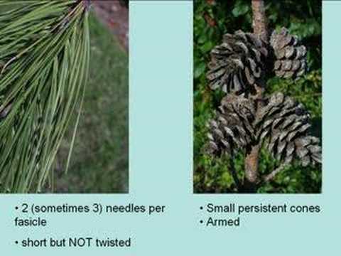 Shortleaf Pine (Pinus echinata)