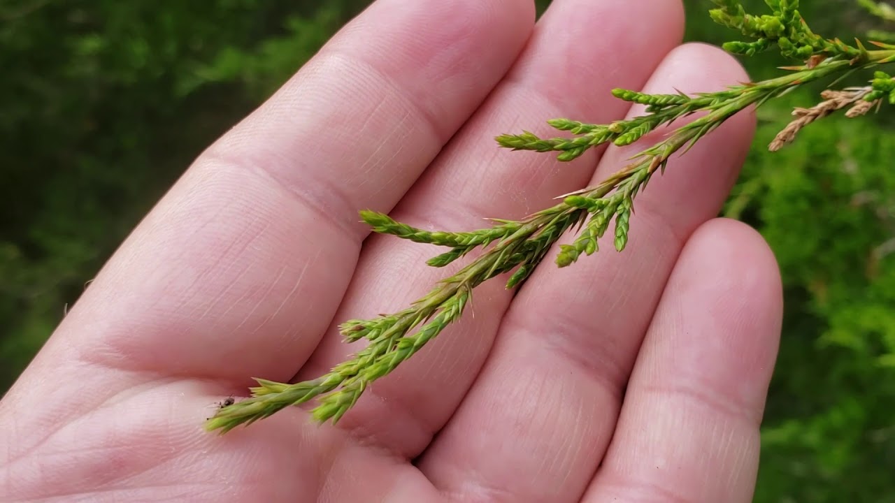 ID That Tree: Eastern Red Cedar