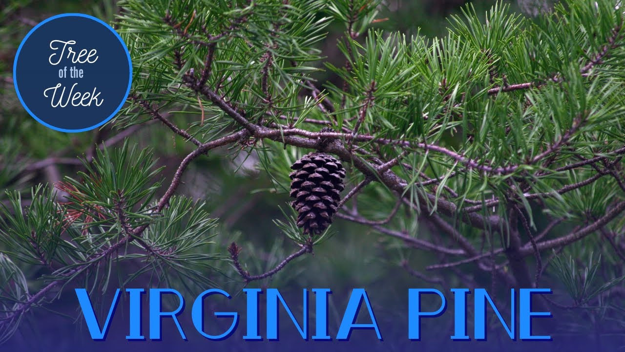 Tree of the Week: Virginia Pine