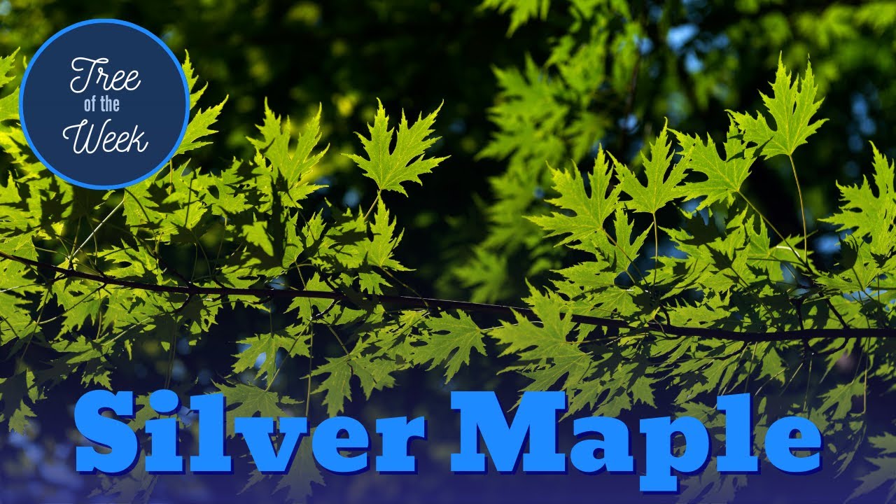 Tree of the Week: Silver Maple