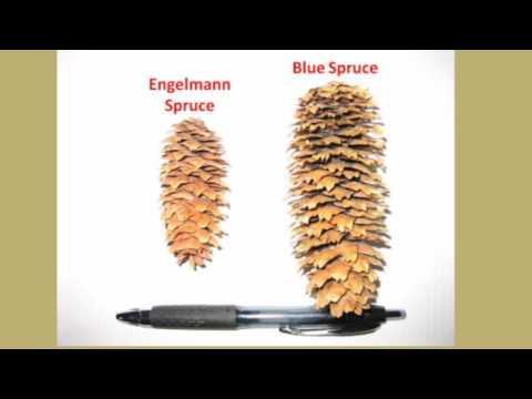 PlantTalk: Engelmann Spruce