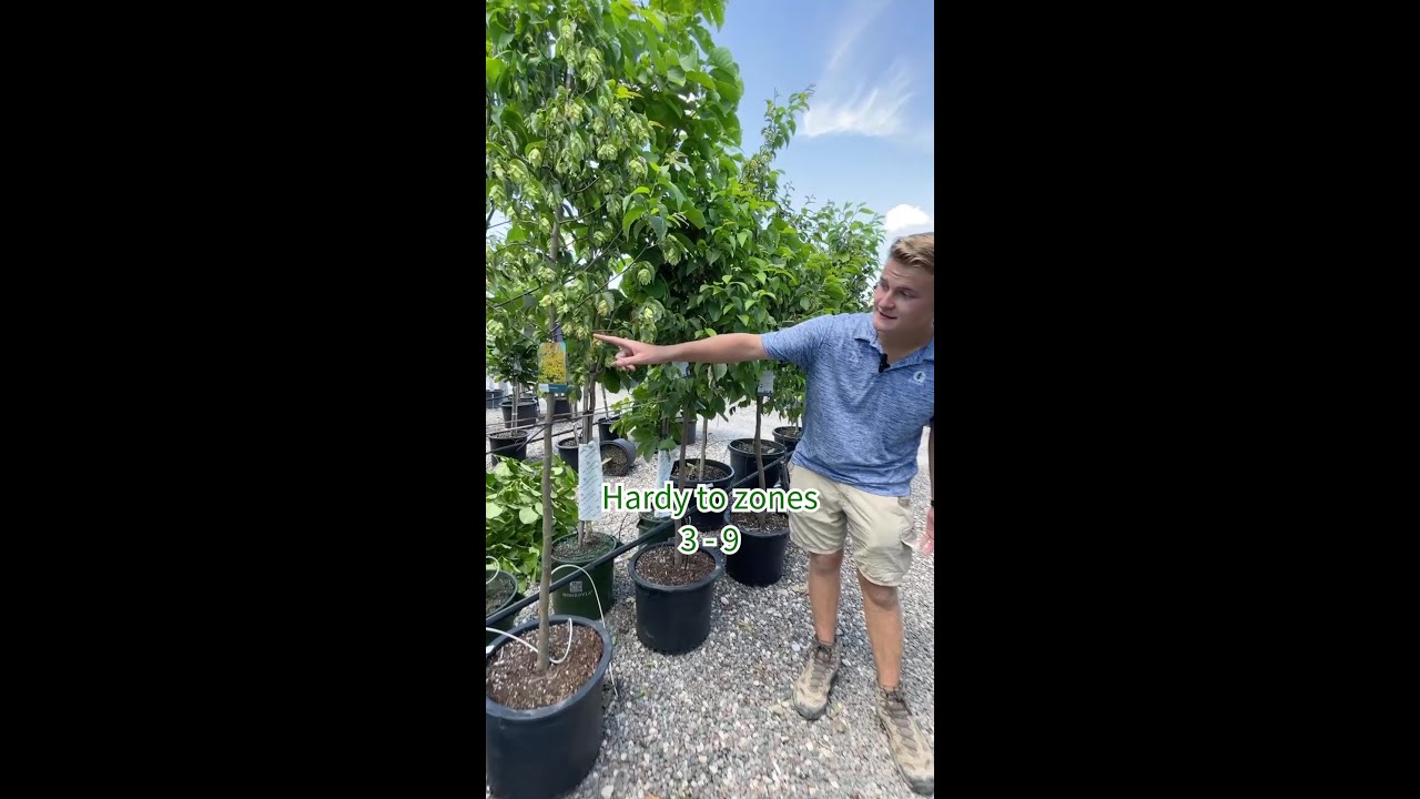 Native Ironwood tree