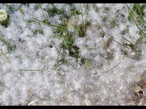 Chad the Nature Dad - Cottonwood seeds