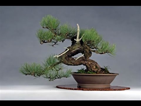 Pinus ponderosa (Ponderosa Pine, Western Yellow Pine)
