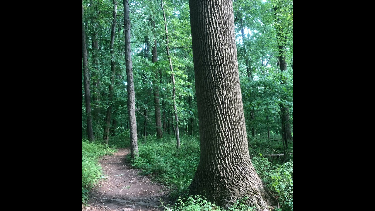 77 - Poplar is so Popular