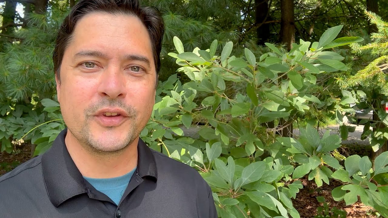 Sassafras (Sassafras albidum)