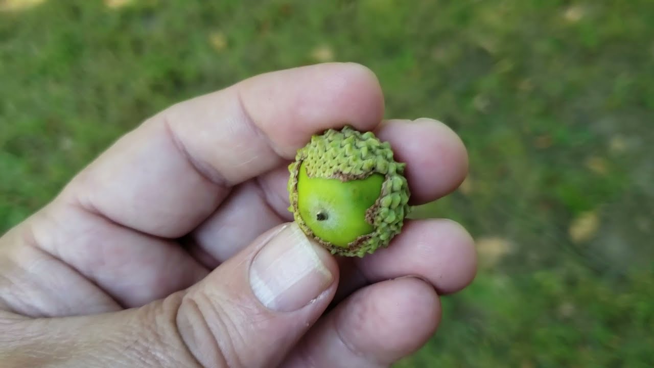 ID That Tree: Overcup Oak