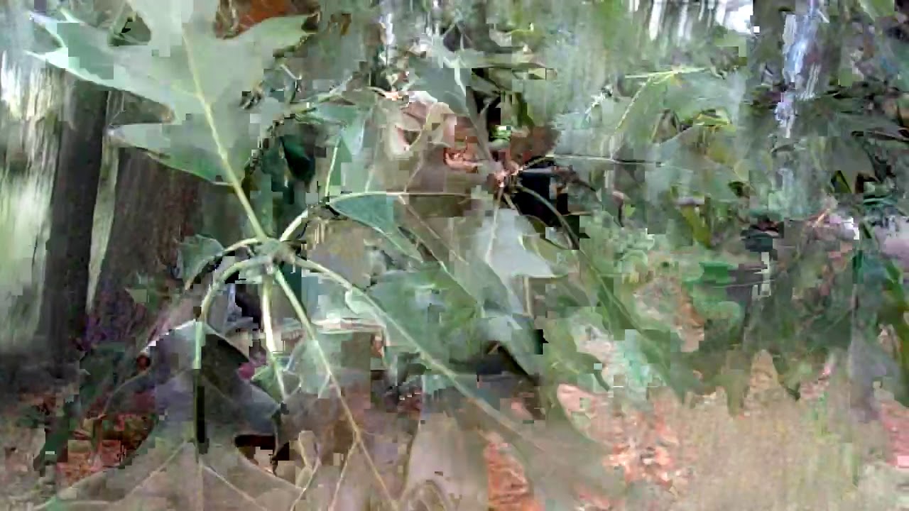 Spotlight on Trees: California Black Oak (Quercus kelloggii)- 8/12/20 (Summer Version)