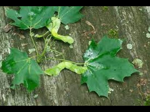 Identify Invasive Trees - Norway Maple