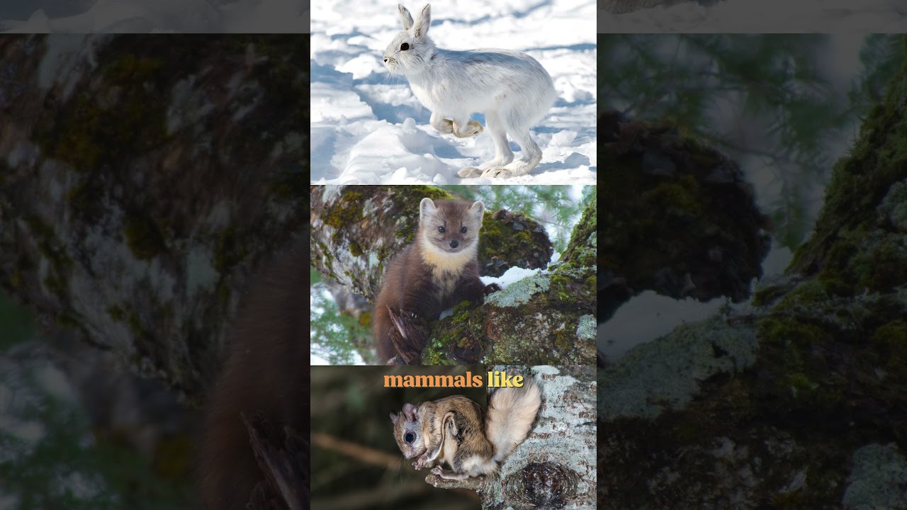 The Subalpine Fir: nature's hardiest Fir? #trees #woodworking #shorts