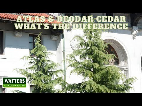 🌲Atlas Cedar and Deodar Cedar – What’s the Difference 🌲
