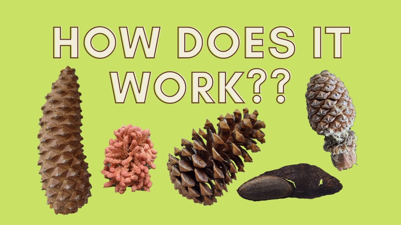 Learn How Pine Trees Reproduce | Gymnosperm Life Cycle