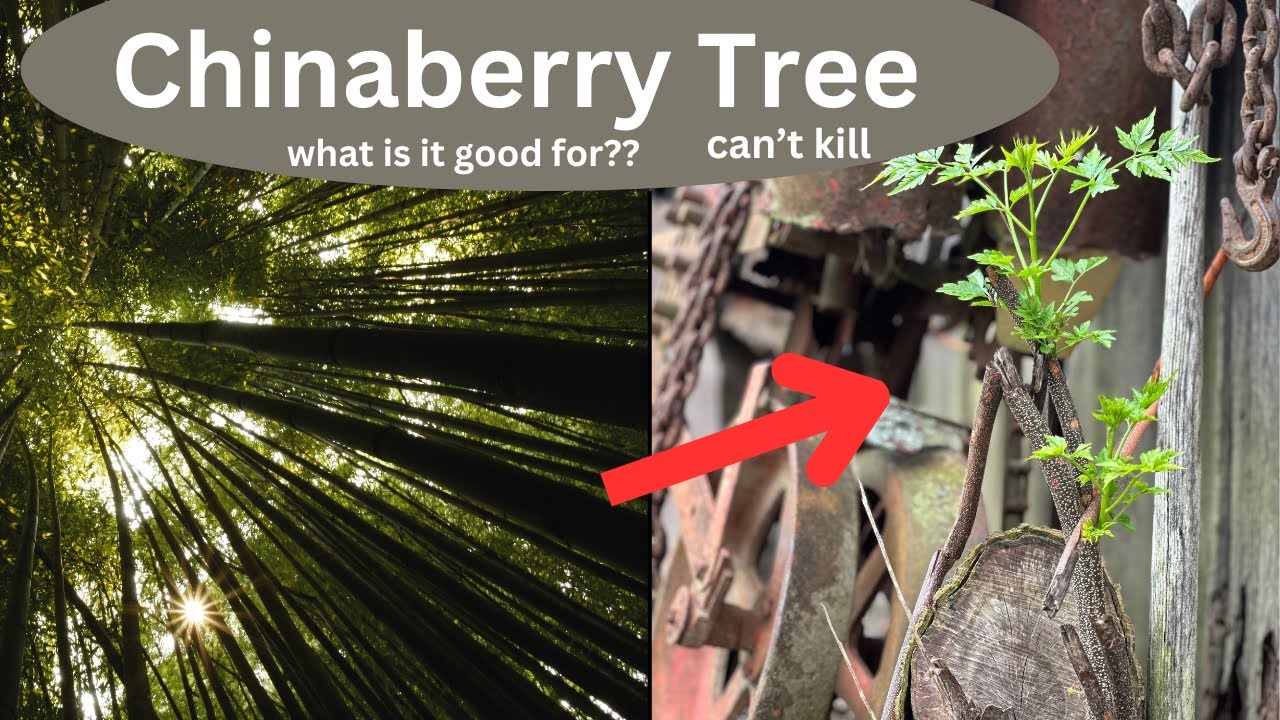 What is a chinaberry tree?