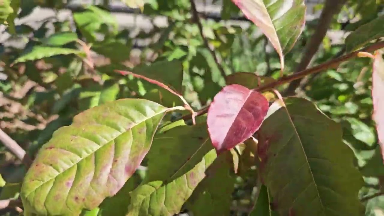 ID That Tree: Sourwood