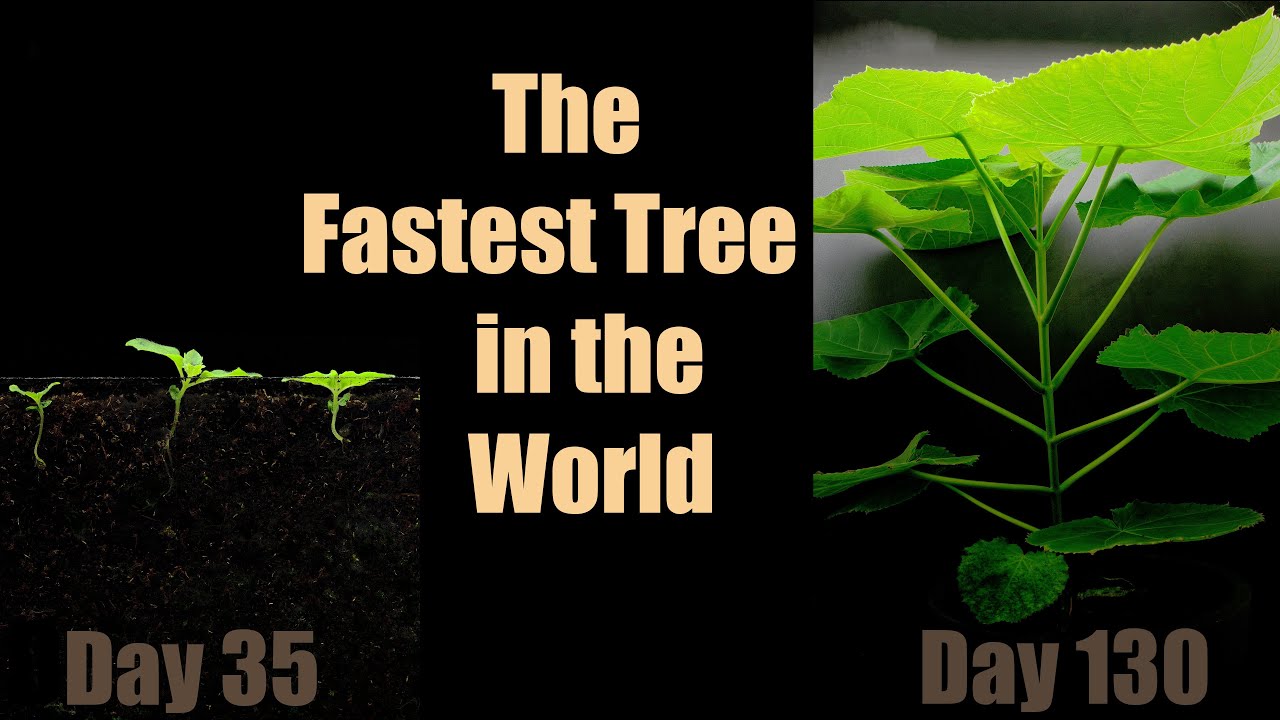 The Fastest Growing Tree 🌳 Paulownia (140 Days Time-Lapse)