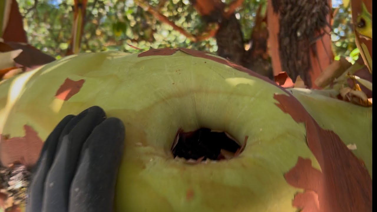 Pacific Madrone, What to know about this tree.