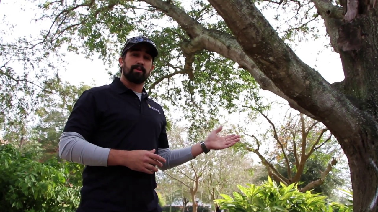 Our Laurel Oak Trees