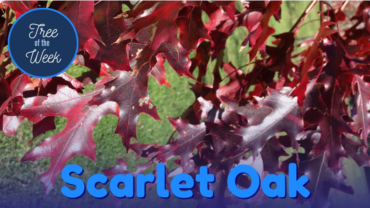 Tree of the Week: Scarlet Oak