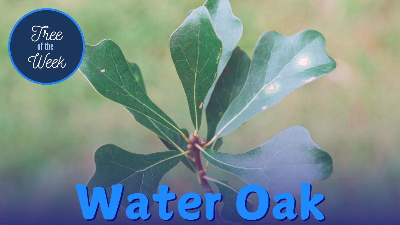Tree of the Week: Water Oak