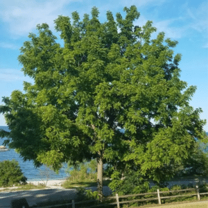 black walnut tree