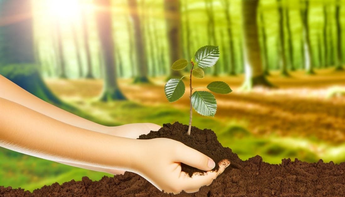 A beech tree sapling being planted by a pair of hands in fertile soil with a lush forest in the background. The image in wide format is rendered in Custom