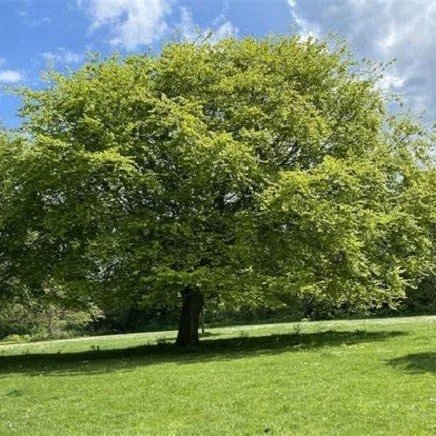 beech wood tree