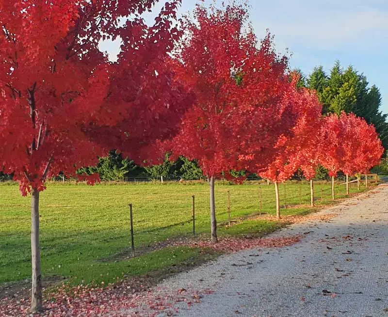 Acer October Glory