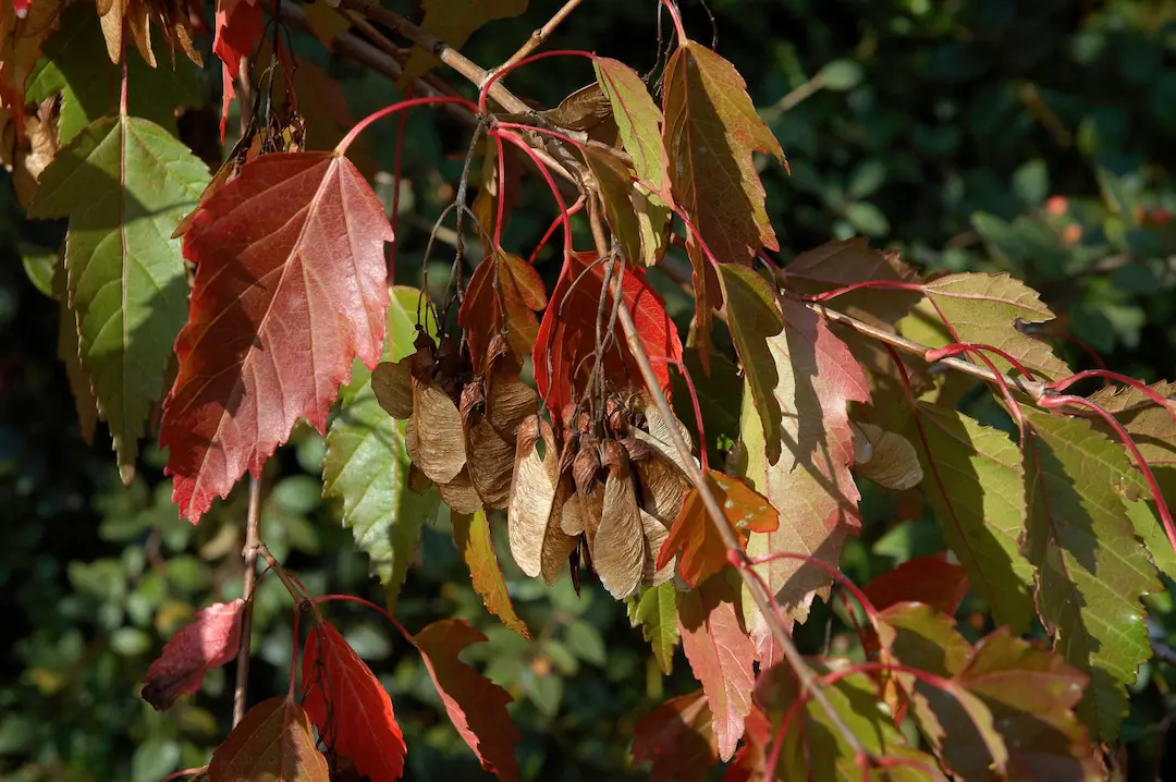 Amur Maple Acer ginnala D